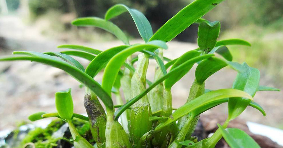 長(zhǎng)期吃鐵皮楓斗有副作用嗎？